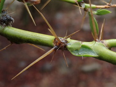 Pereskia diaz-romeroana, photograph (c) Nolan Exe, some rights reserved (CC BY)