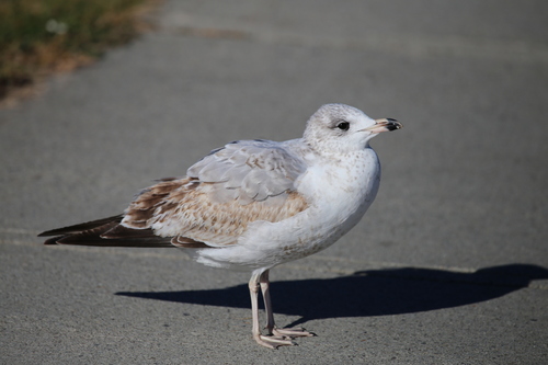 Ring-billed Gull photographed in Vermont