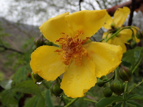 Cochlospermum tetraporum (Cochlospermum tetraporum)