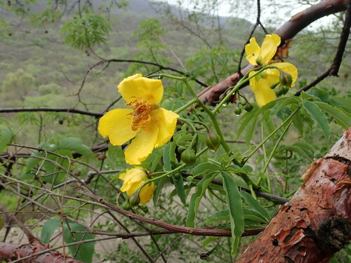 Cochlospermum tetraporum, photograph 5
