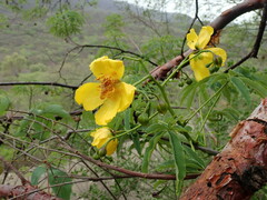(c) Nolan Exe, some rights reserved (CC BY) Cochlospermum tetraporum, photograph (c) Nolan Exe, some rights reserved (CC BY)