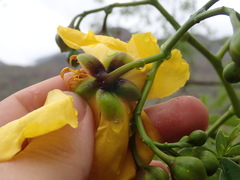 Cochlospermum tetraporum, photograph (c) Nolan Exe, some rights reserved (CC BY)
