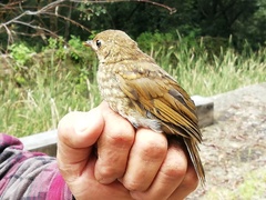 Catharus occidentalis