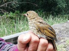 Catharus occidentalis
