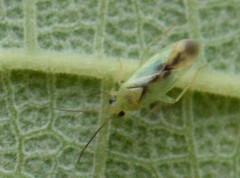 Orthotylus