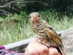 Catharus occidentalis