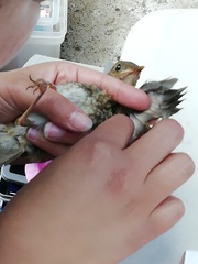 Catharus occidentalis