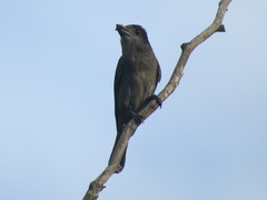 Pachyramphus validus