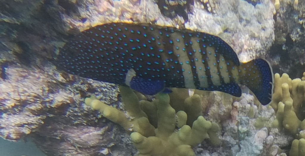 Peacock grouper