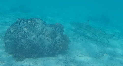 Blacktip Reef Shark (Carcharhinus melanopterus)