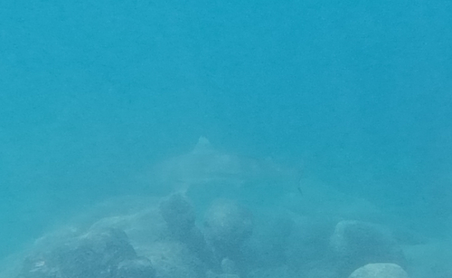 Blacktip Reef Shark (Carcharhinus melanopterus)