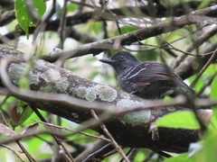 Thamnophilus amazonicus