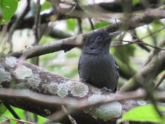 Thamnophilus amazonicus