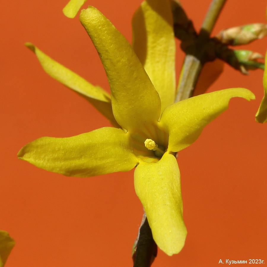 Форзиция Средняя (Forsythia × intermedia)