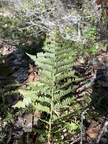 iNaturalist observation photo of coastal woodfern