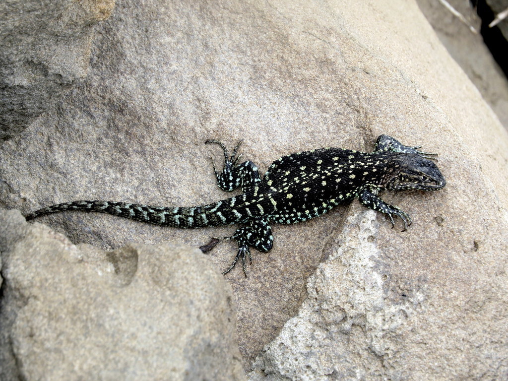 Bagual Mountains Smooth-Throated Lizard