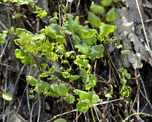 iNaturalist observation photo of California Maidenhair Fern