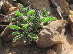 Pelargonium coronopifolium