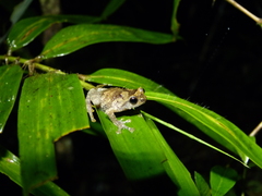 Anodonthyla boulengerii