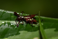 Micrathena spinosa