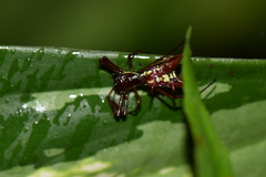 Micrathena spinosa