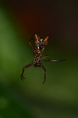 Micrathena spinosa