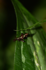Micrathena spinosa