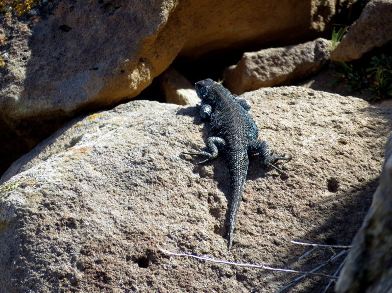 Liolaemus silvanae
