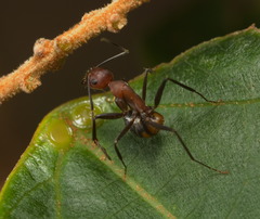 Camponotus nicobarensis