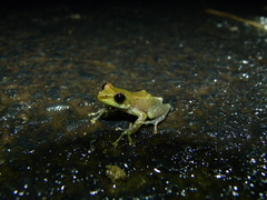 Guibemantis liber