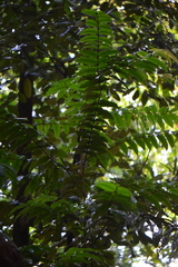 Mouriri