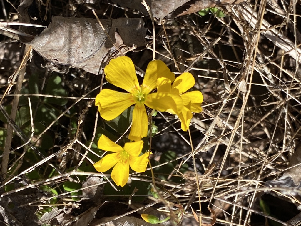 Oxalis colorea; photograph Carol Ann McCormick, CC BY, iNaturalist via GBIF