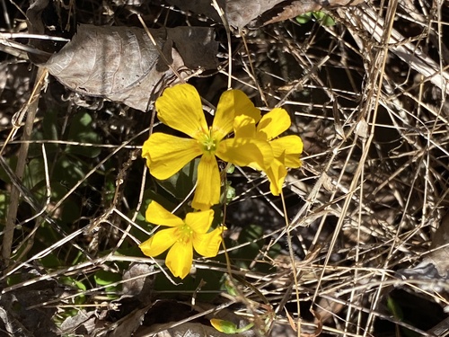 Oxalis colorea