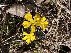 Oxalis colorea