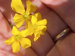 Carol Ann McCormick, CC BY, iNaturalist via GBIF Oxalis colorea, photograph Carol Ann McCormick, CC BY, iNaturalist via GBIF