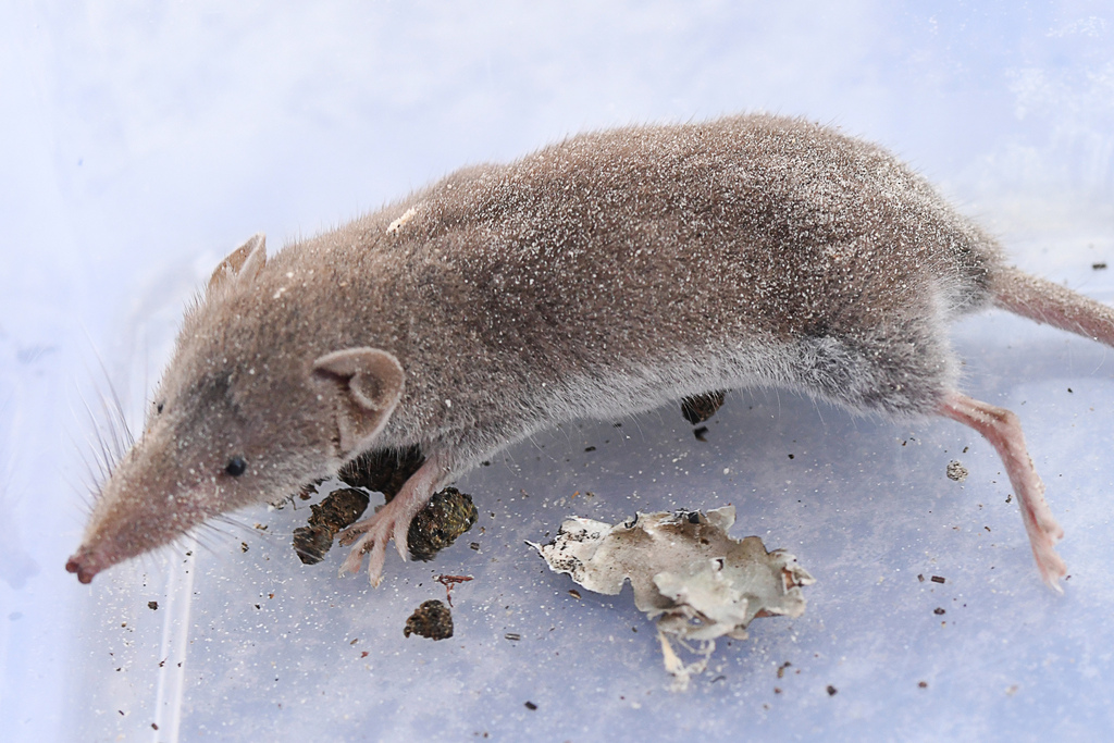 Forest Shrew