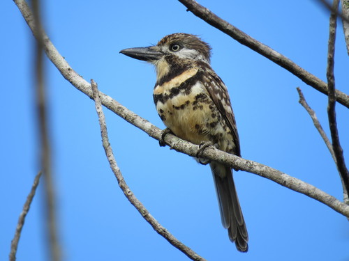 Two-banded Puffbird (Hypnelus bicinctus), photo 8