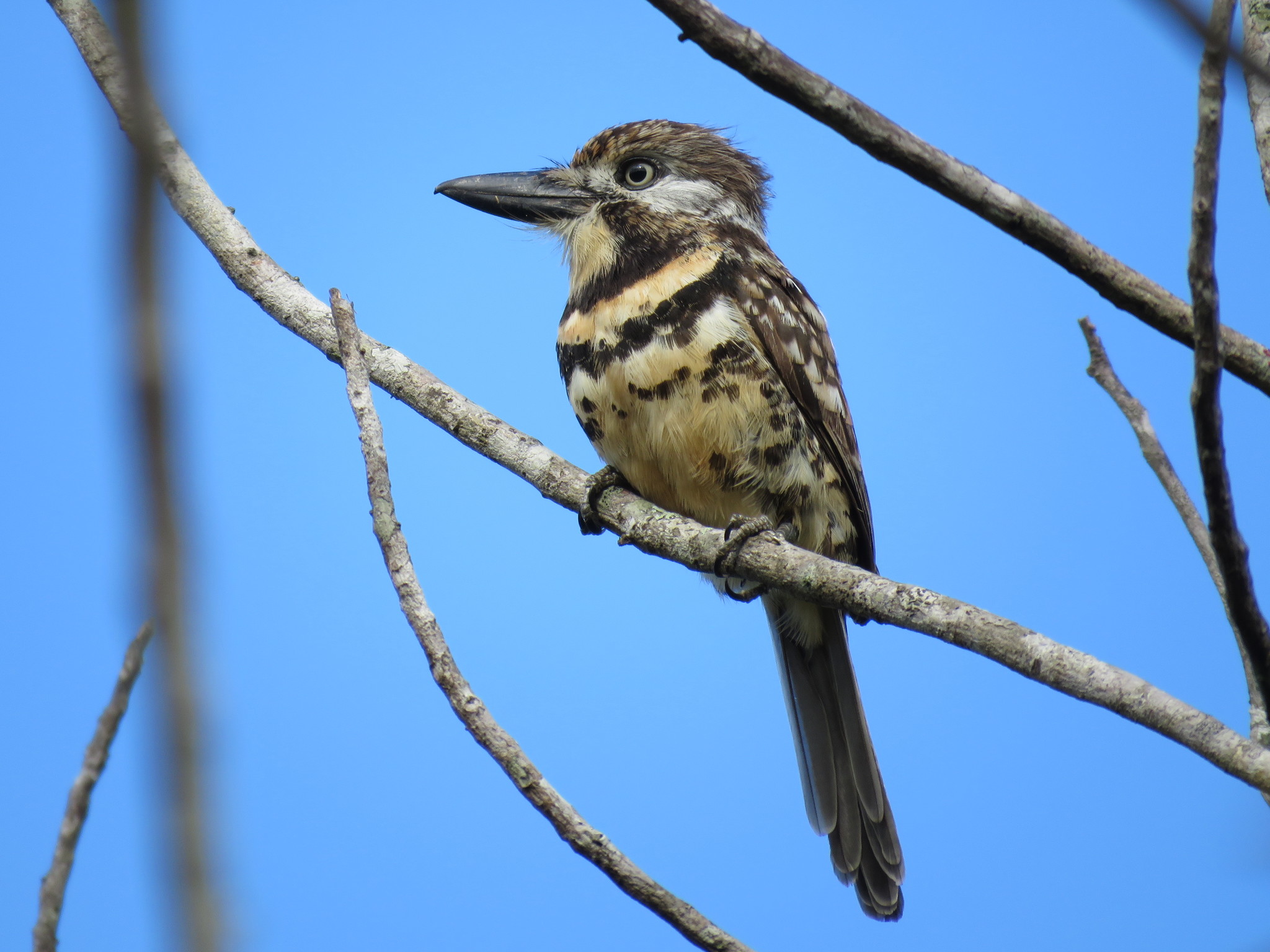Two-banded Puffbird (Hypnelus bicinctus), photo 3