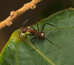 Camponotus nicobarensis
