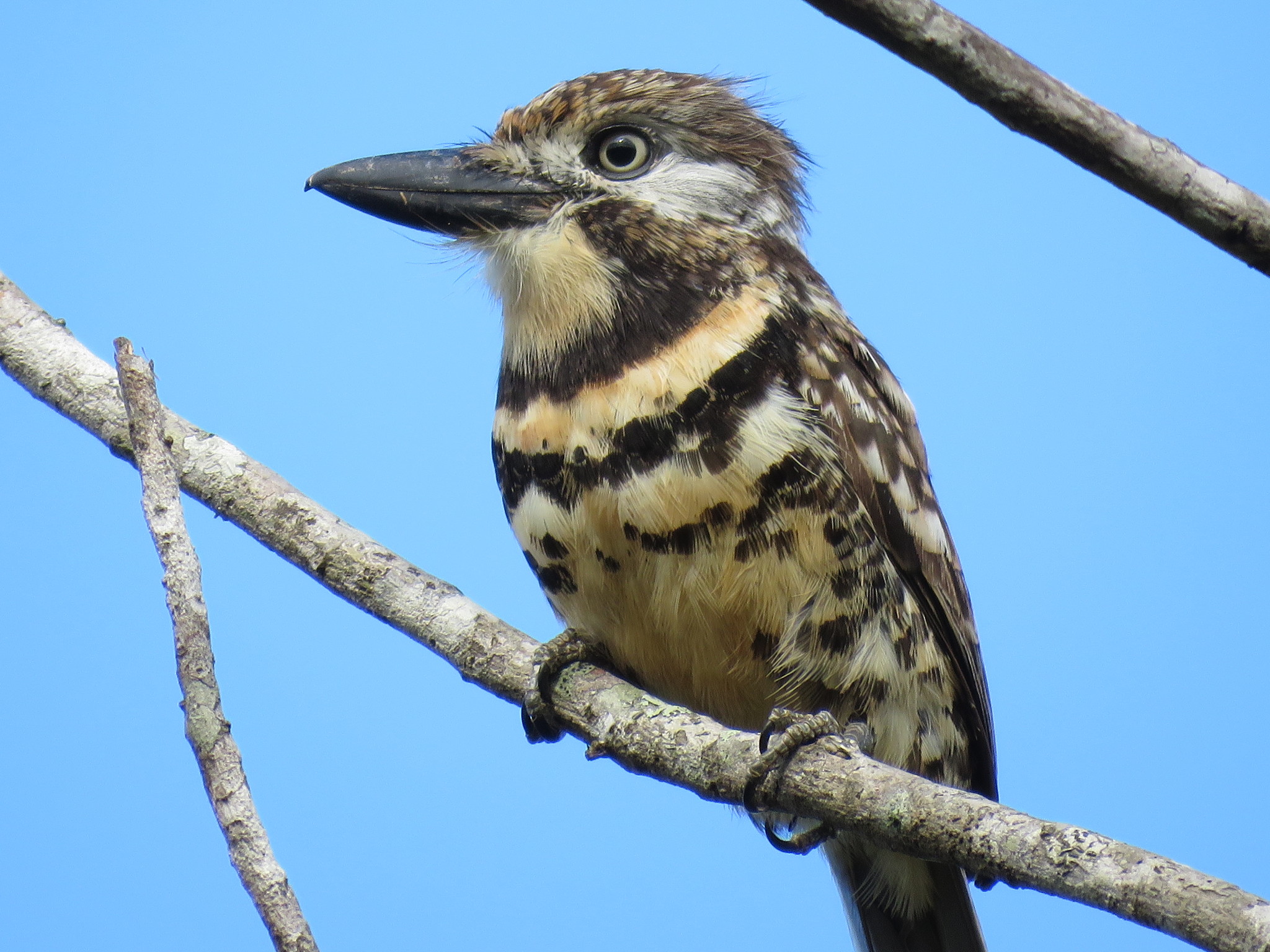 Two-banded Puffbird (Hypnelus bicinctus), photo 4