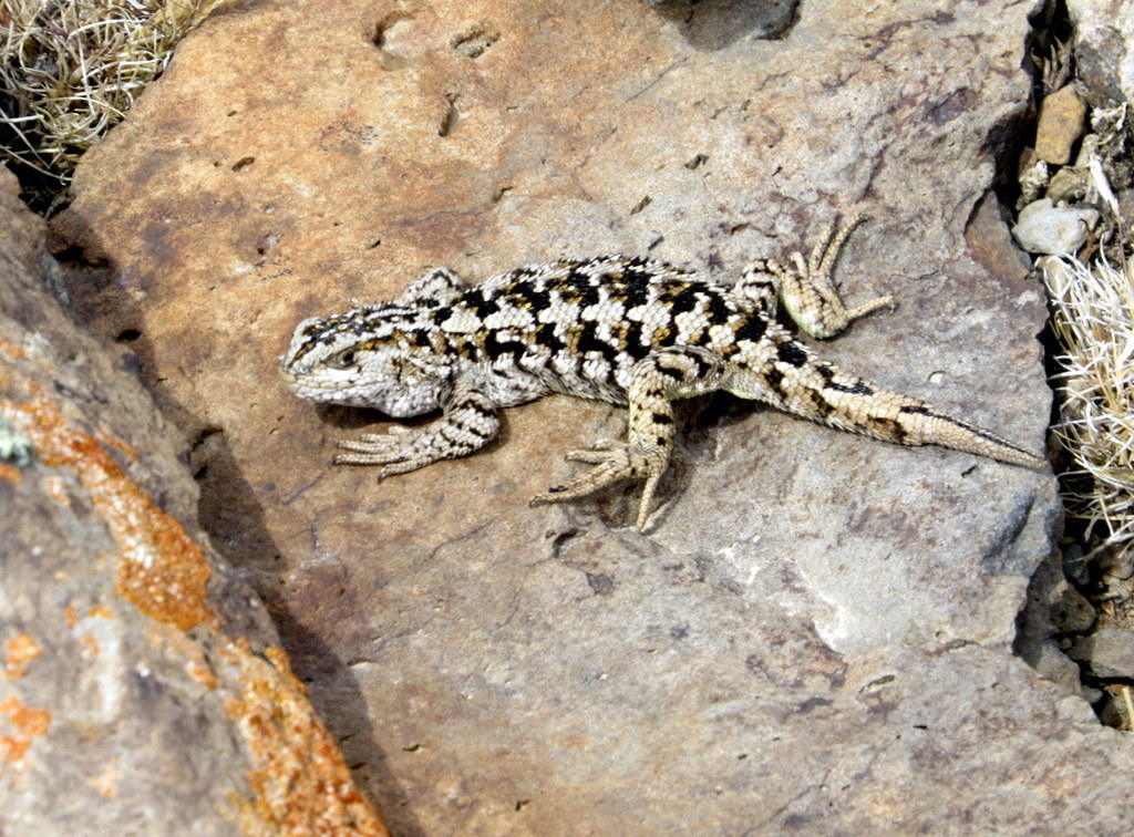 Liolaemus hatcheri