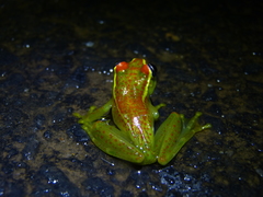 Boophis bottae