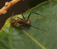 Camponotus nicobarensis