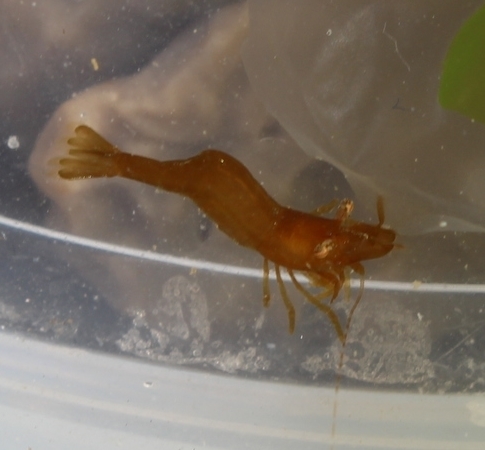 Hippolyte holthuisi