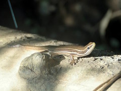 Aspronema dorsivittatum