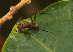 Camponotus nicobarensis