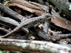 Tropidurus etheridgei