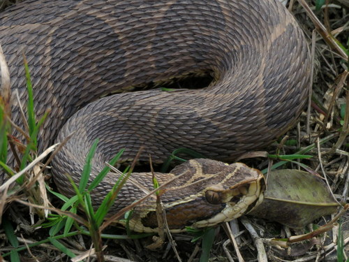Bothrops alternatus