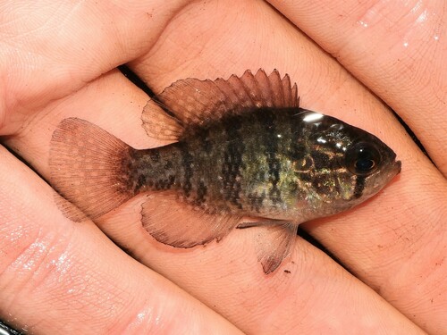 Banded sunfish (Enneacanthus obesus) — Centrarchidae — 2