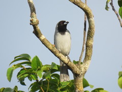 Schistochlamys melanopis
